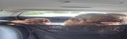 Irish Doodle dogs for sale: Two Beautiful Red F1 Miniature Irish Doodle - Advert 3