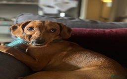 Mixed Breed dogs for sale: Hungarian Vizsla Mix - Image 16