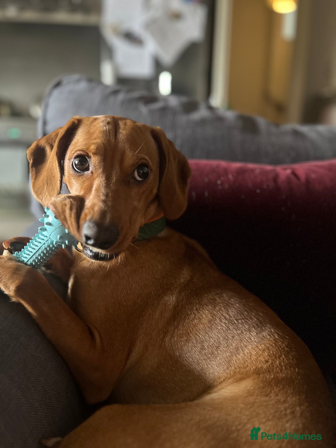 Mixed Breed dogs for sale: Hungarian Vizsla Mix - Image 16