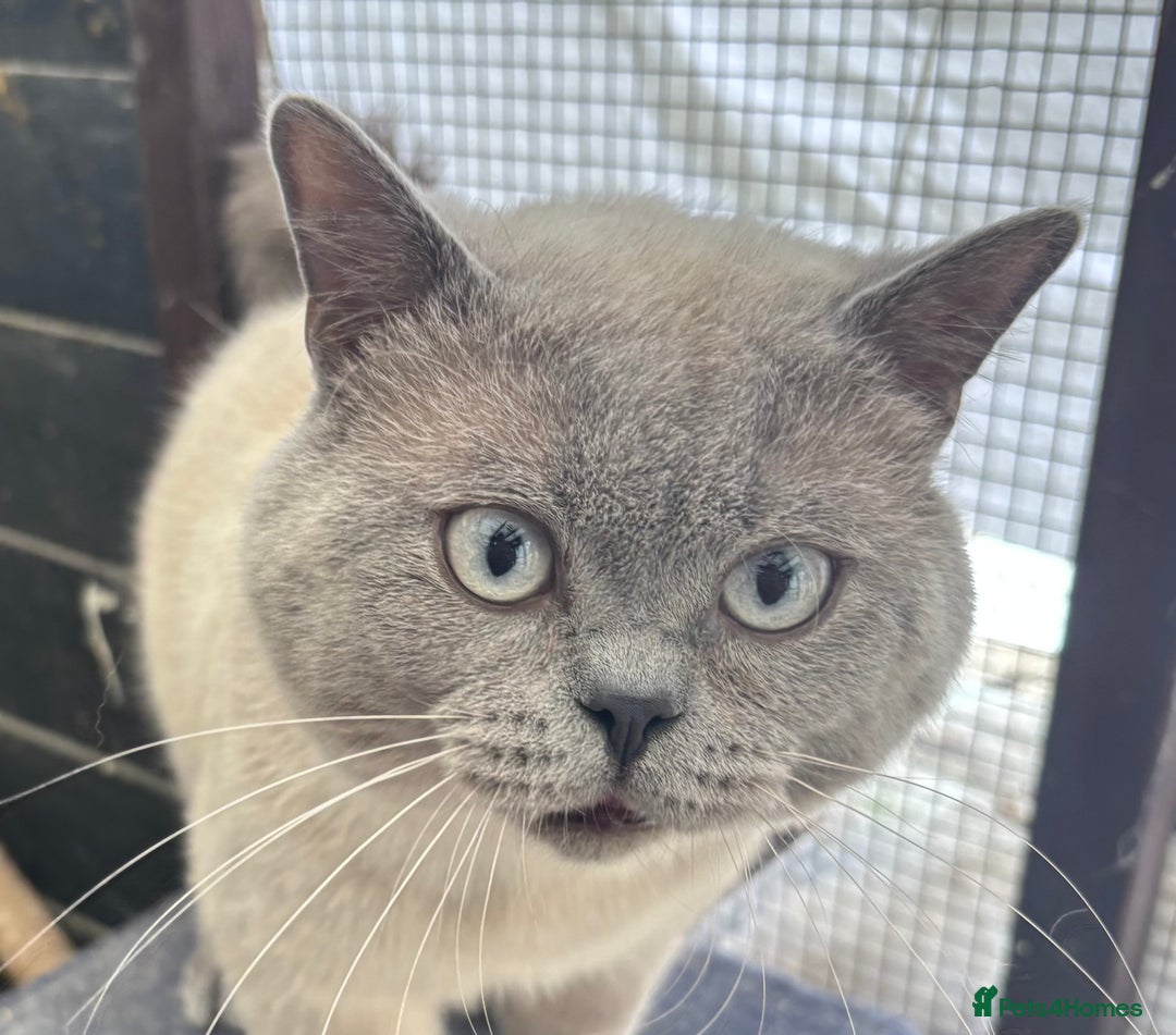 British Shorthair cats for sale: British shorthair GGCF active boy Blue CP  - Image 3