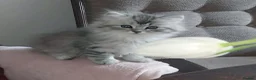 Persian cats for sale: 1male 1female Persian chinchilla  - Advert 1