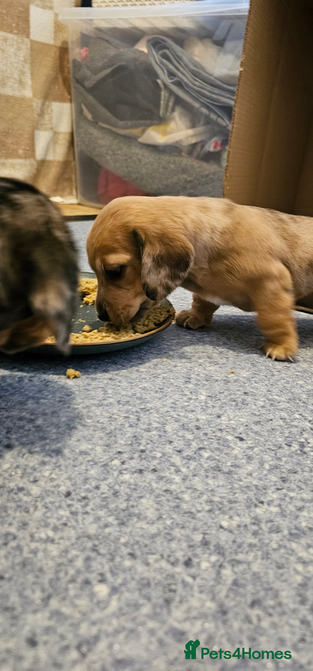 Miniature Dachshund dogs for sale: Daxie medium coat puppies dapples and black & tan  - Image 17