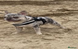 French Bulldog dogs for sale: Stunning blue & lilac merle READY for new homes 🏡 - Image 21