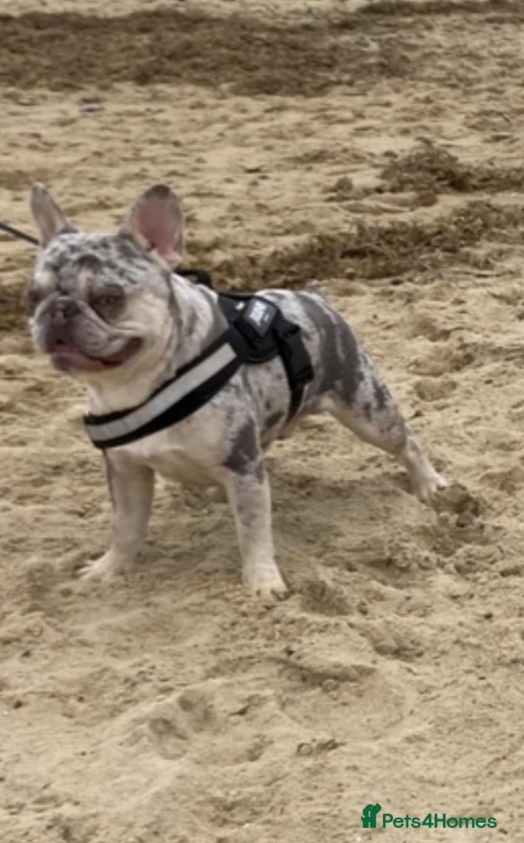 French Bulldog dogs for sale: Stunning blue & lilac merle READY for new homes 🏡 - Image 21