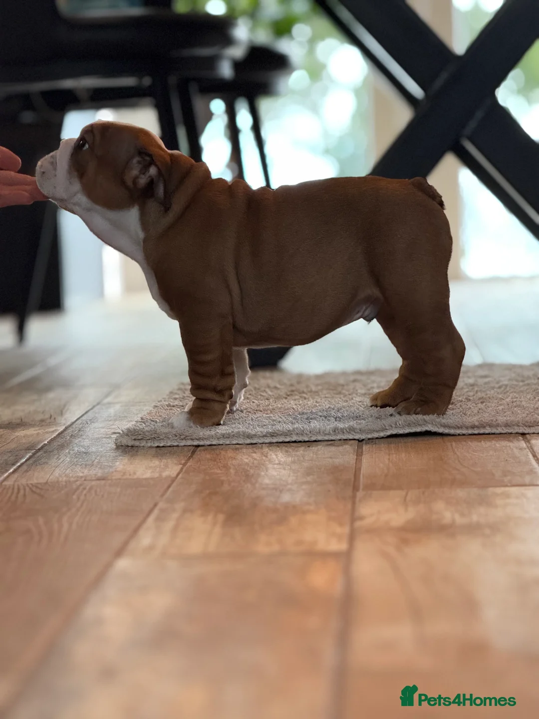 English Bulldog dogs for stud: Gold 🥇Health Tested KC registered Boy in Newport - Advert 18