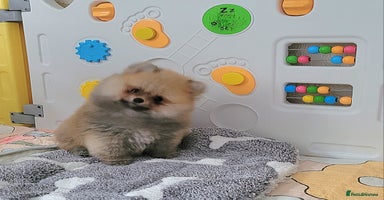 Pomeranian dogs - Advert 4