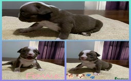 American Bully dogs for sale: Pocket American Bully Puppies - Image 3