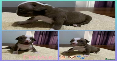 American Bully dogs - Advert 10