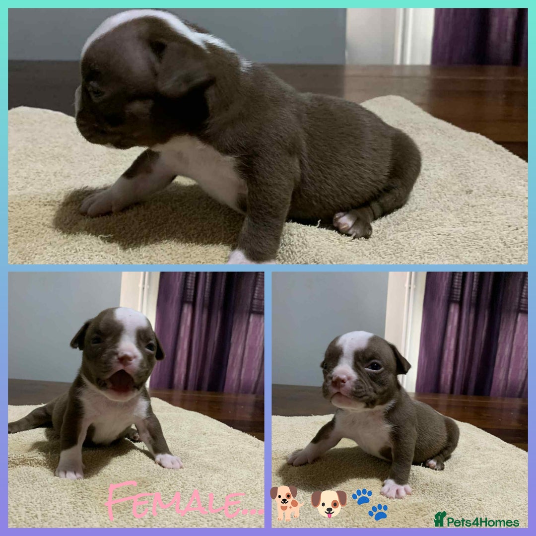 American Bully dogs for sale: Pocket American Bully Puppies - Image 3
