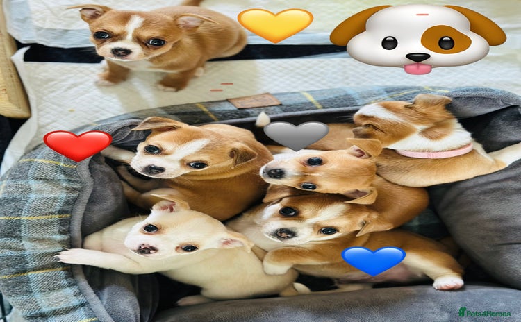 Chihuahua dogs - Advert 1
