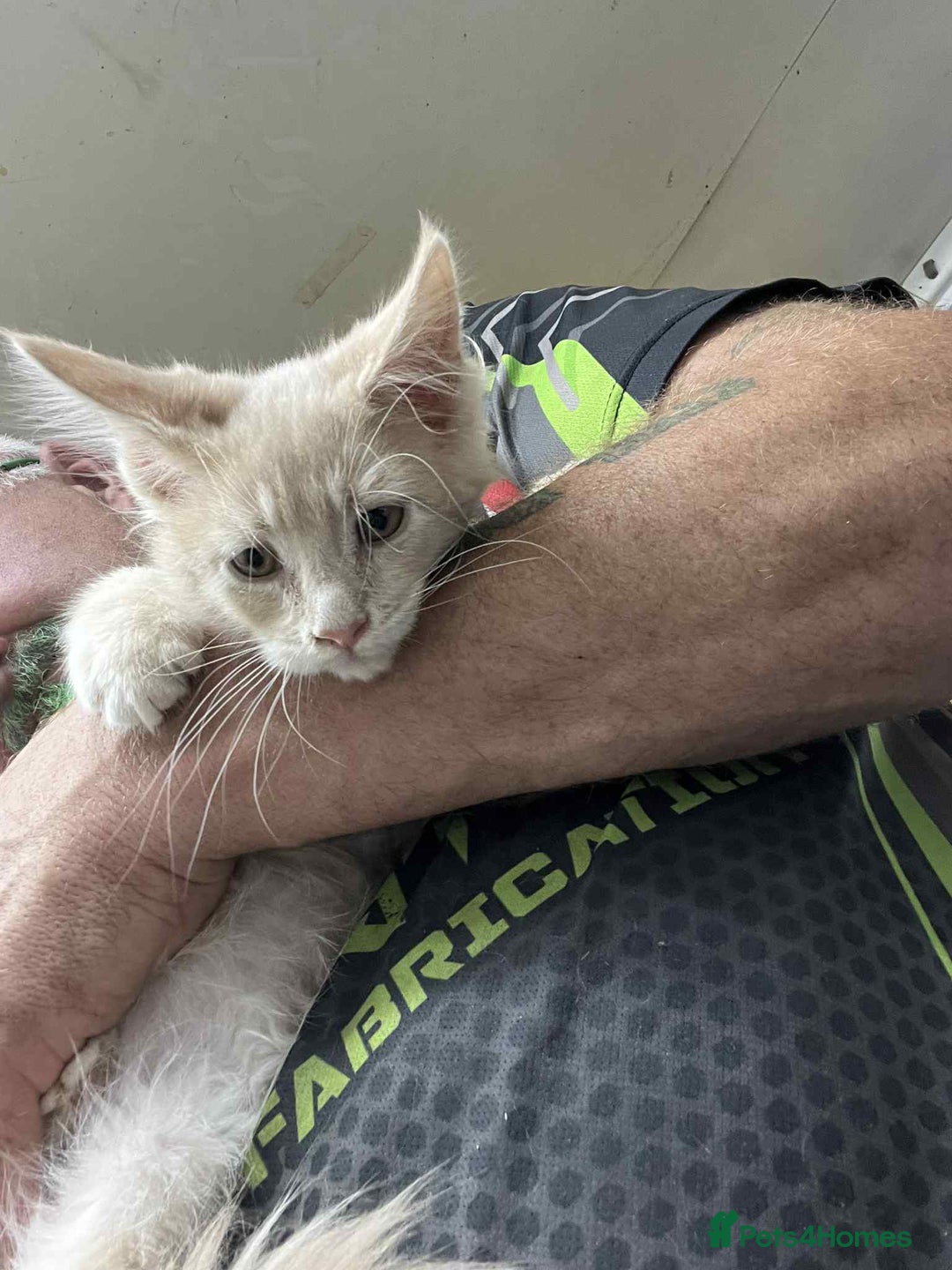 Maine Coon cats for sale: Maine coon kittens ready now boys  - Image 8