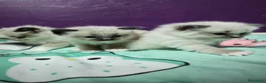 Ragdoll Kitten 2