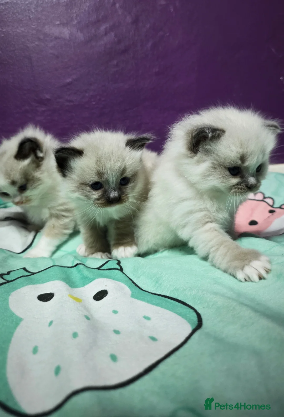 Ragdoll cats for sale: Ragdoll Kittens - Advert 1