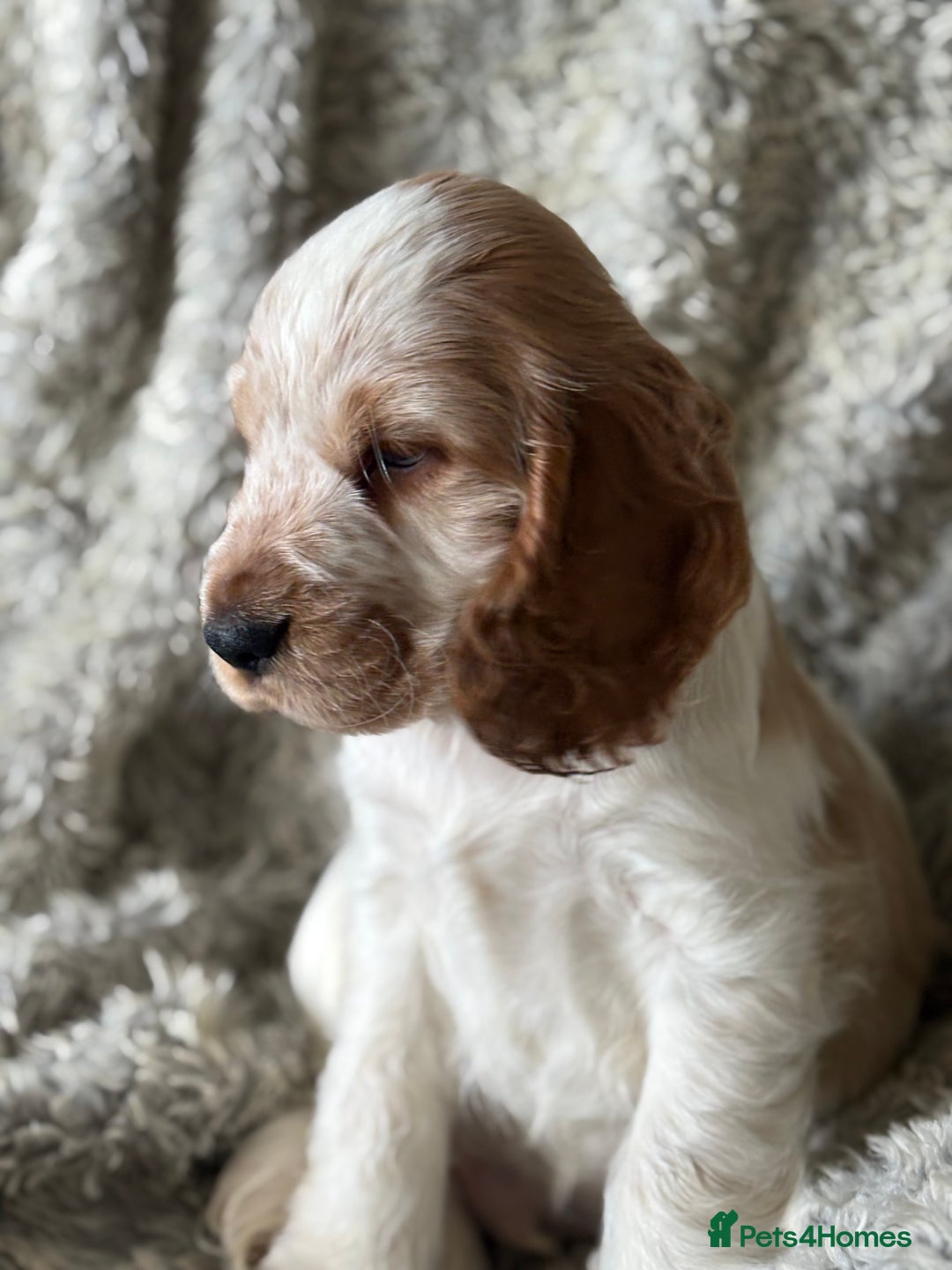Cocker Spaniel dogs for sale: 2 orange roan cocker spaniels  - Advert 19