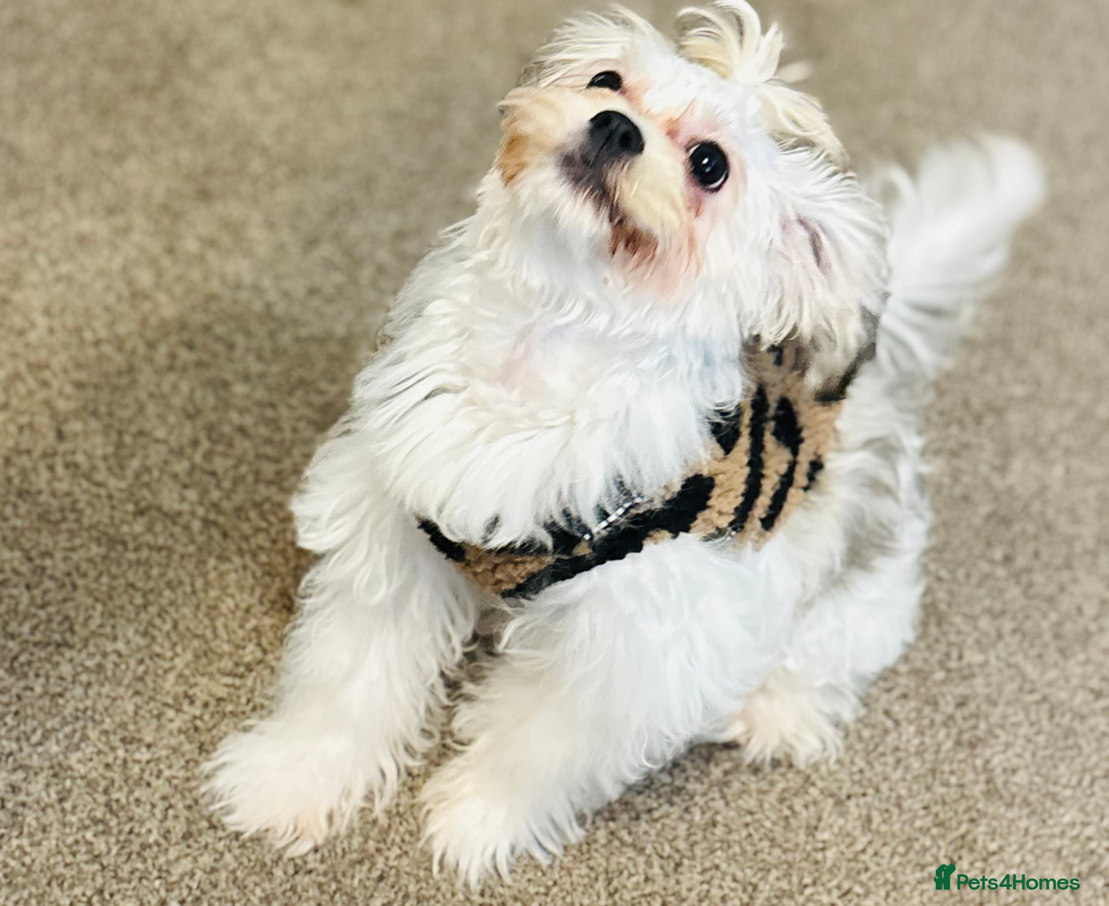 Yorkshire Terrier dogs Maltipoo female 5months old - Advert 16