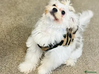 Yorkshire Terrier dogs Maltipoo female 5months old - Advert 16