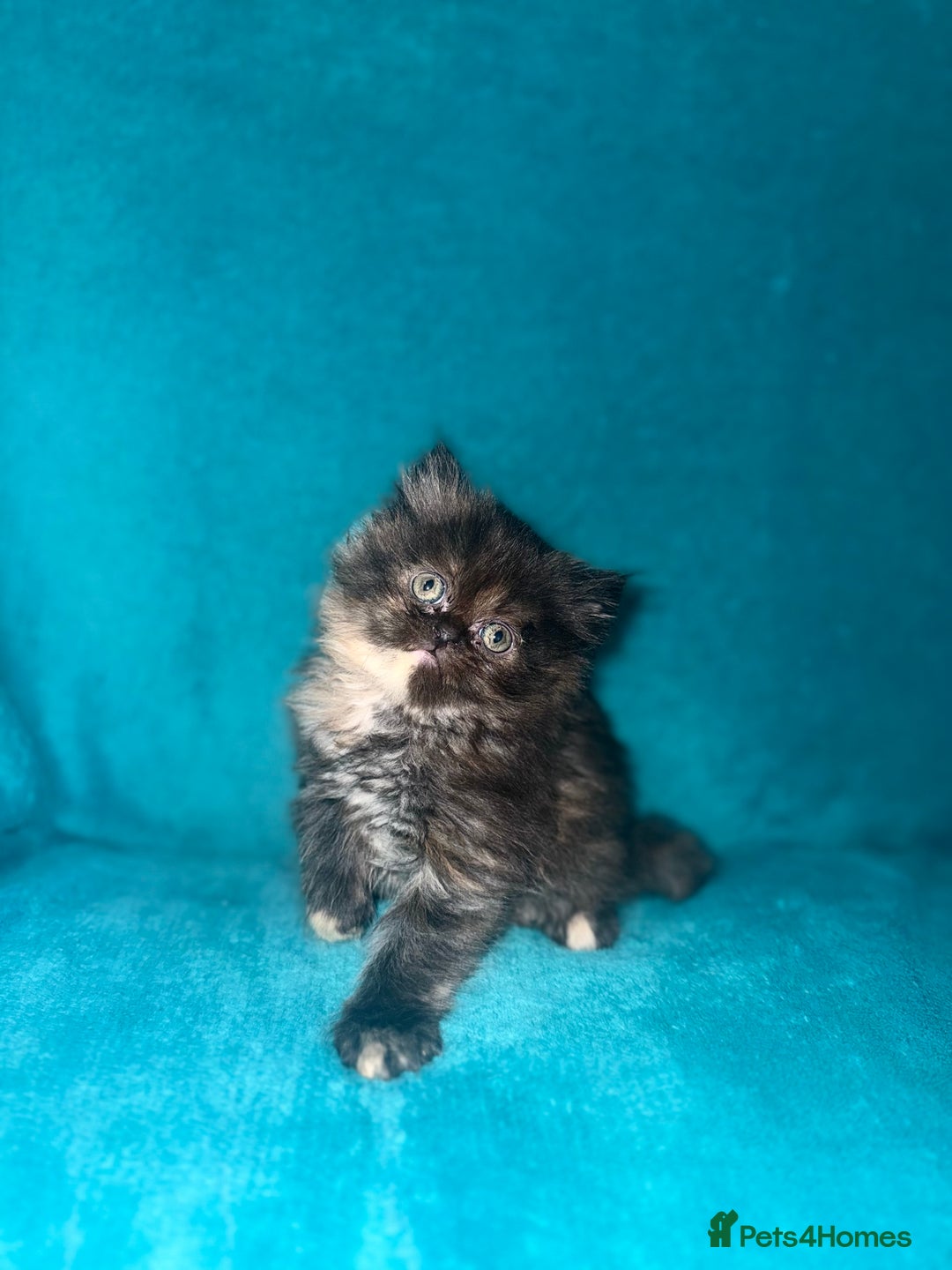 Persian cats for sale: Pedigree Persians for sale!  - Image 5
