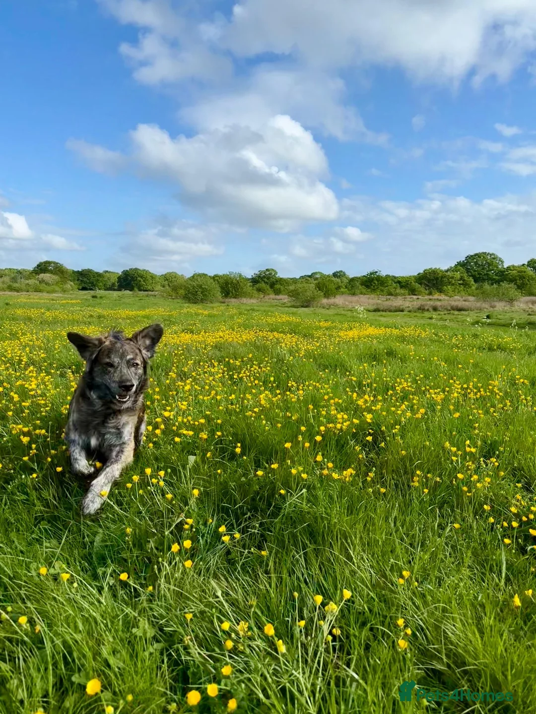 Mixed Breed dogs for adoption: Albie - Advert 14