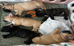 French Bulldog dogs for sale: KC, standard colours French Bulldog puppies🐾 - Image 39