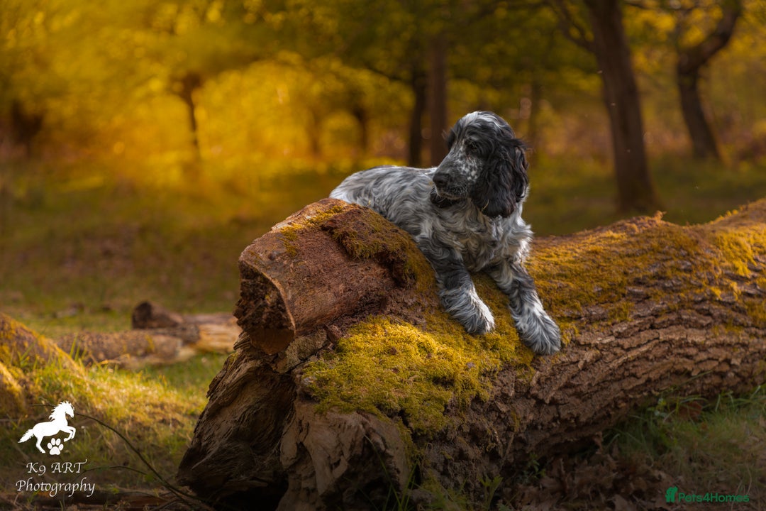 Cocker Spaniel dogs for stud: Stud Dog Available – First Mating Free - Advert 3