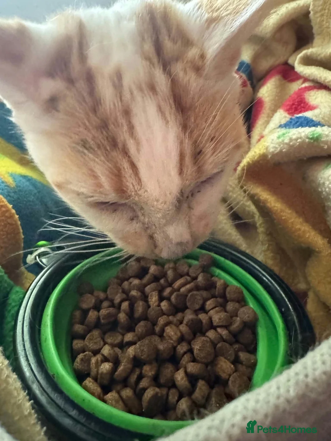 Mixed Breed cats for sale: Peach (rescue) looking for a loving, cat-free home in Norwich - Advert 3