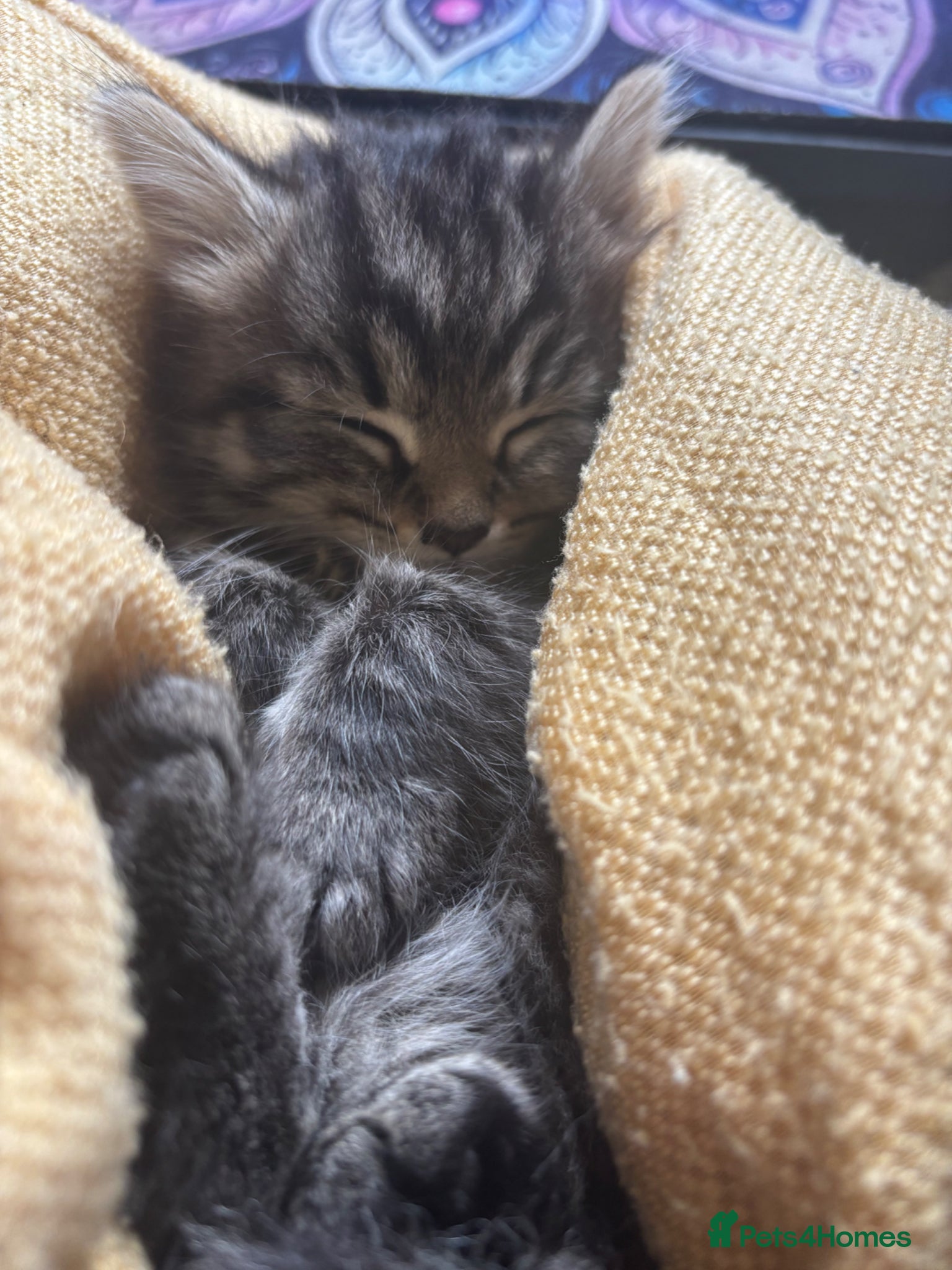 British Longhair cats Luna’s beautiful longhair tabby kittens 🐾🥰 - Advert 2