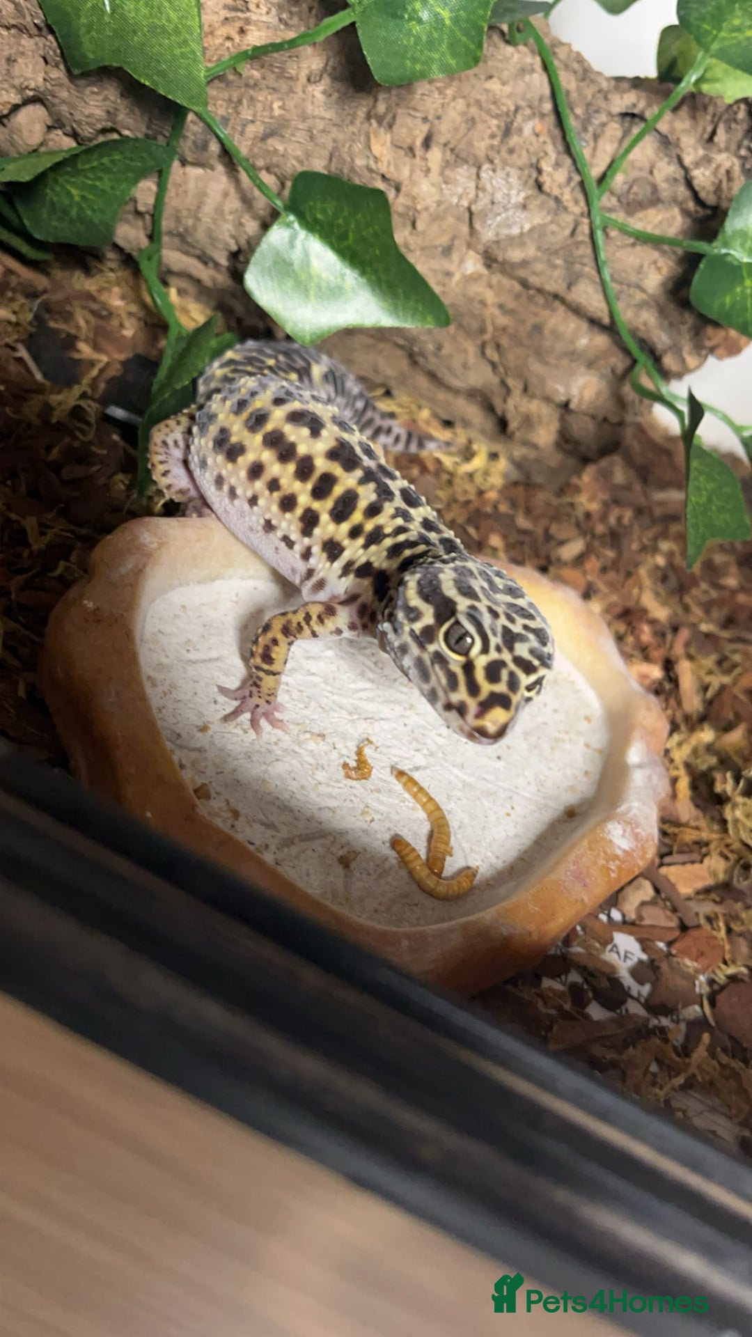 Leopard Gecko reptiles for sale: Female Leopard Gecko - Advert 2