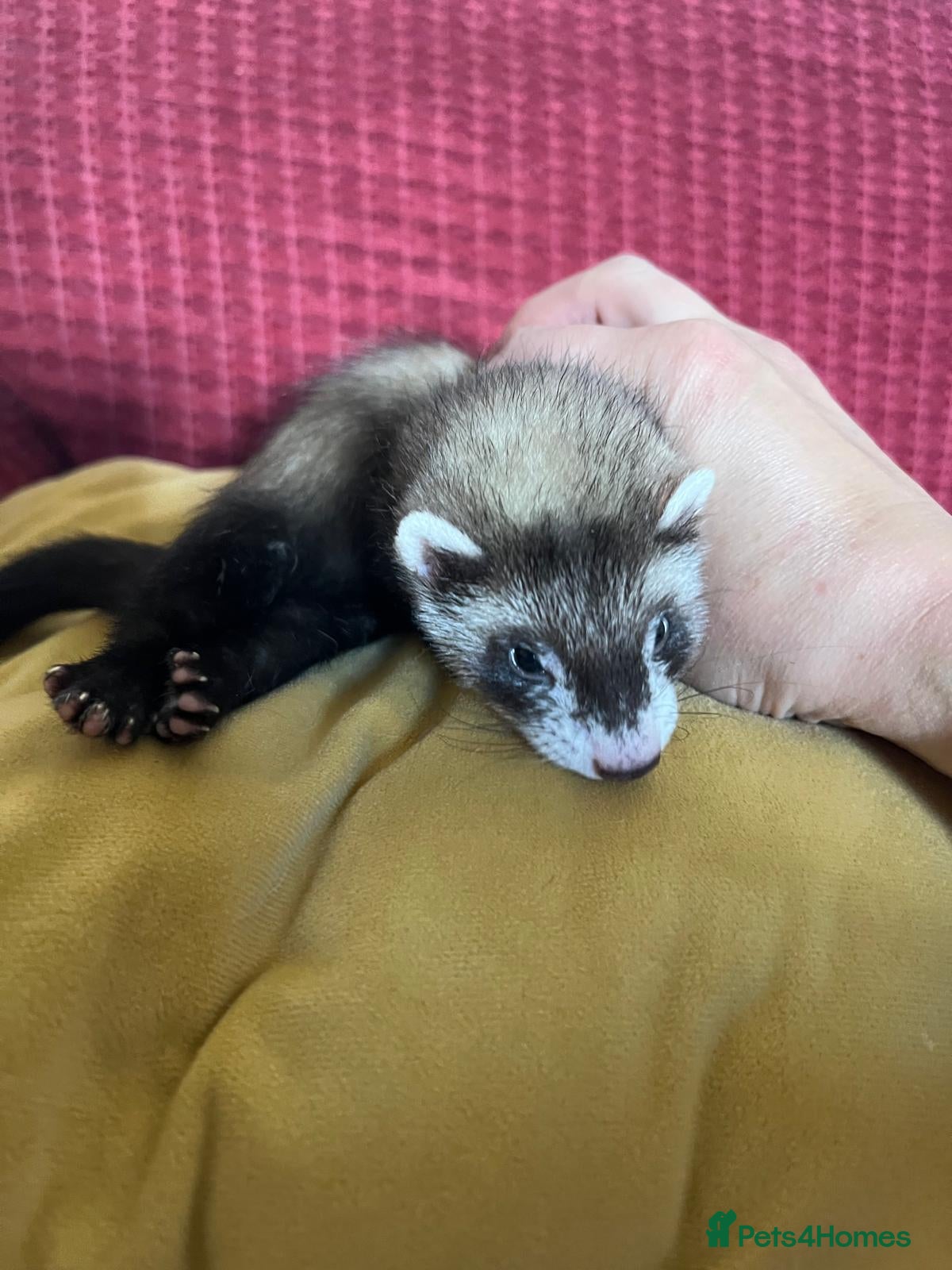Ferret rodents 1 brown girl left - Adorable Baby Ferrets  - Advert 2