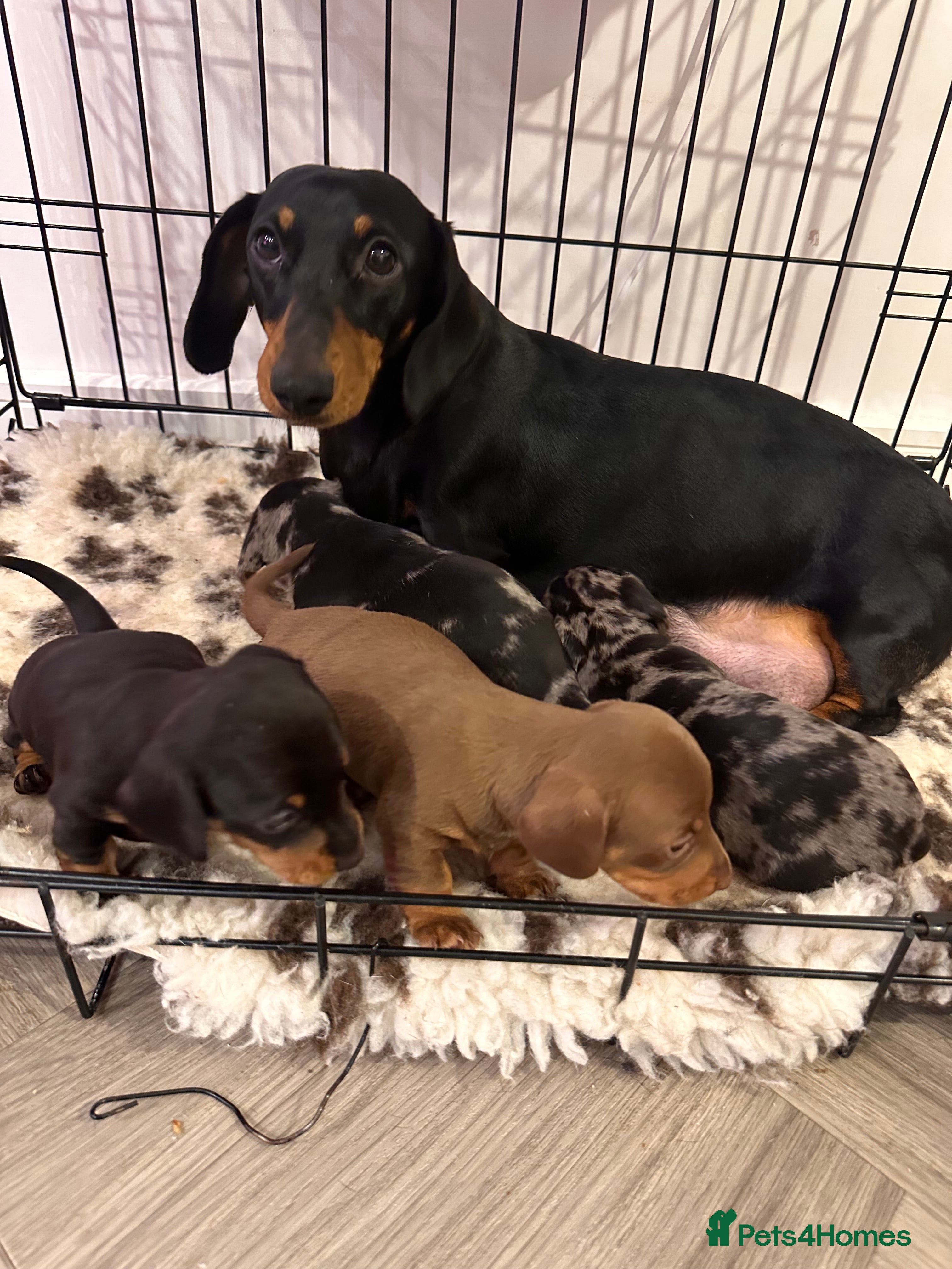 Miniature Dachshund dogs STUNNING KC MINIATURE DACHSHUND PUPS FOR SALE !!  - Advert 1