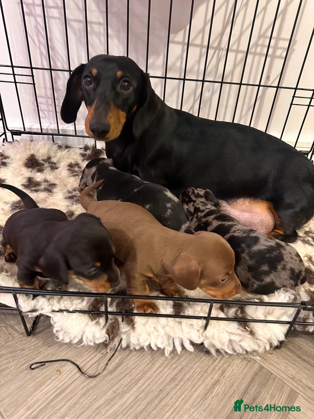 Miniature Dachshund dogs for sale: STUNNING KC MINIATURE DACHSHUND PUPS FOR SALE !!  - Advert 1