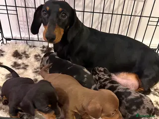 Miniature Dachshund dogs STUNNING KC MINIATURE DACHSHUND PUPS FOR SALE !! - Advert 1