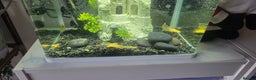 Plecos fish for sale: Angel wing bristlenose albino  baby's  - Advert 4