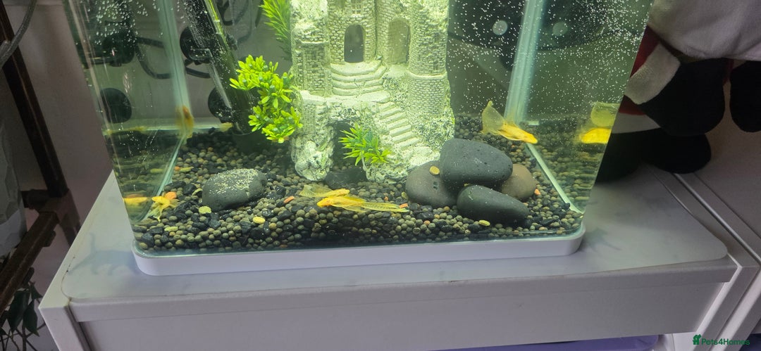 Plecos fish for sale: Angel wing bristlenose albino  baby's  - Advert 4