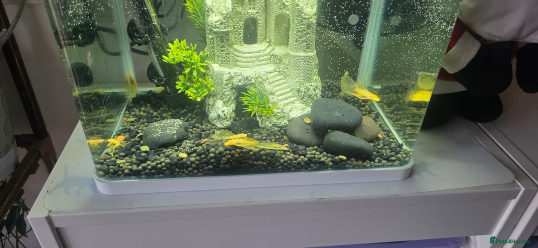Plecos fish for sale: Angel wing bristlenose albino  baby's  - Advert 5