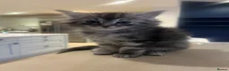 Ragcoon cats for sale: 🐾 Beautiful Maine Coon x Ragdoll kittens  - Advert 21