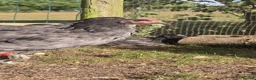 Chickens poultry for sale: Blue Jersey Giant Trio - Advert 5