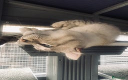 Keetso cats for sale: Rare polydactyl keetso male  - Image 11