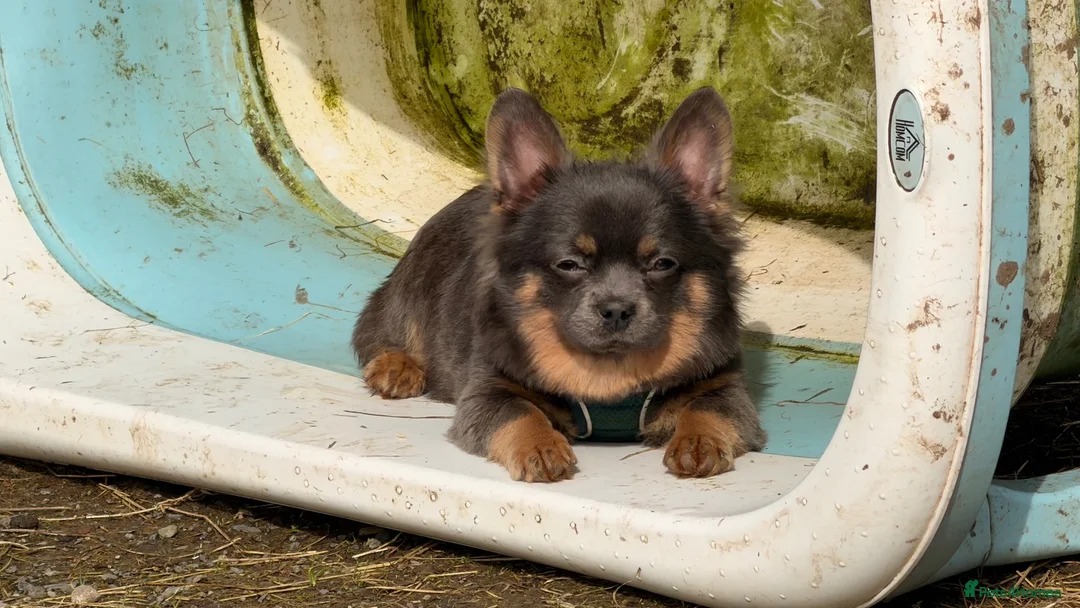 Mixed Breed dogs for sale: 4 dogs available due to reducing lines - Advert 2