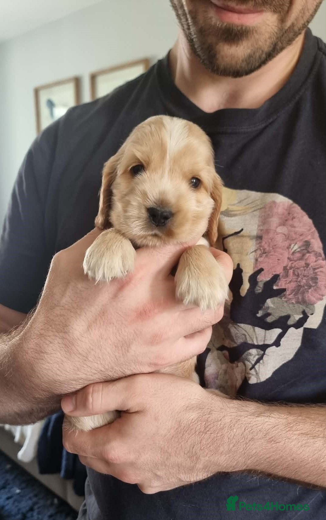 Cocker Spaniel dogs Show Cocker Spaniel Puppies- Champion Lineage🏆🐾 - Advert 2