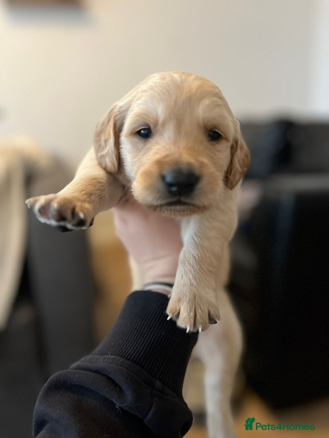 Goldador dogs for sale: Beautiful black and golden goldador puppies  - Image 8