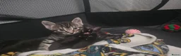 Mixed Breed cats for sale: Beautiful kittens  - Advert 9
