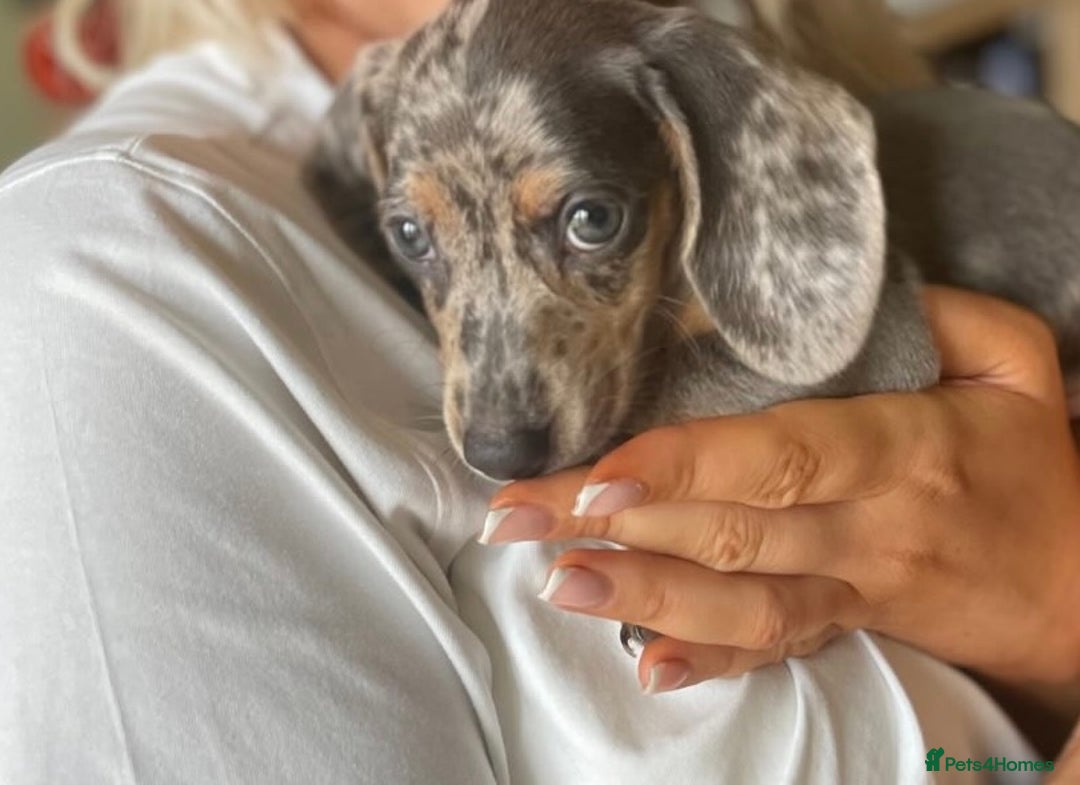 Miniature Dachshund dogs for sale: Miniature dachshund 11 weeks  - Image 5