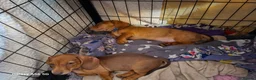Miniature Dachshund dogs for sale: Lovely litte girl looking for her sofa - Advert 7