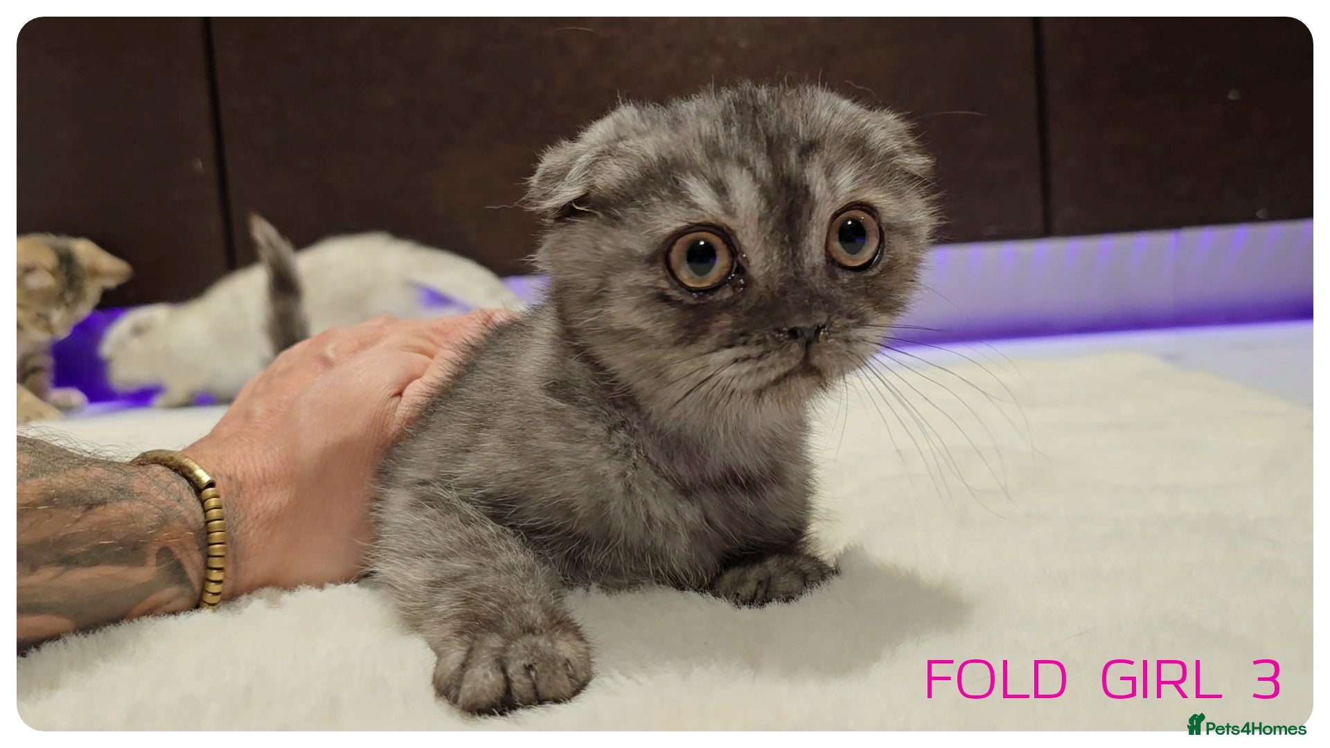 Scottish Fold cats Scottish Fold Kittens  - Advert 11