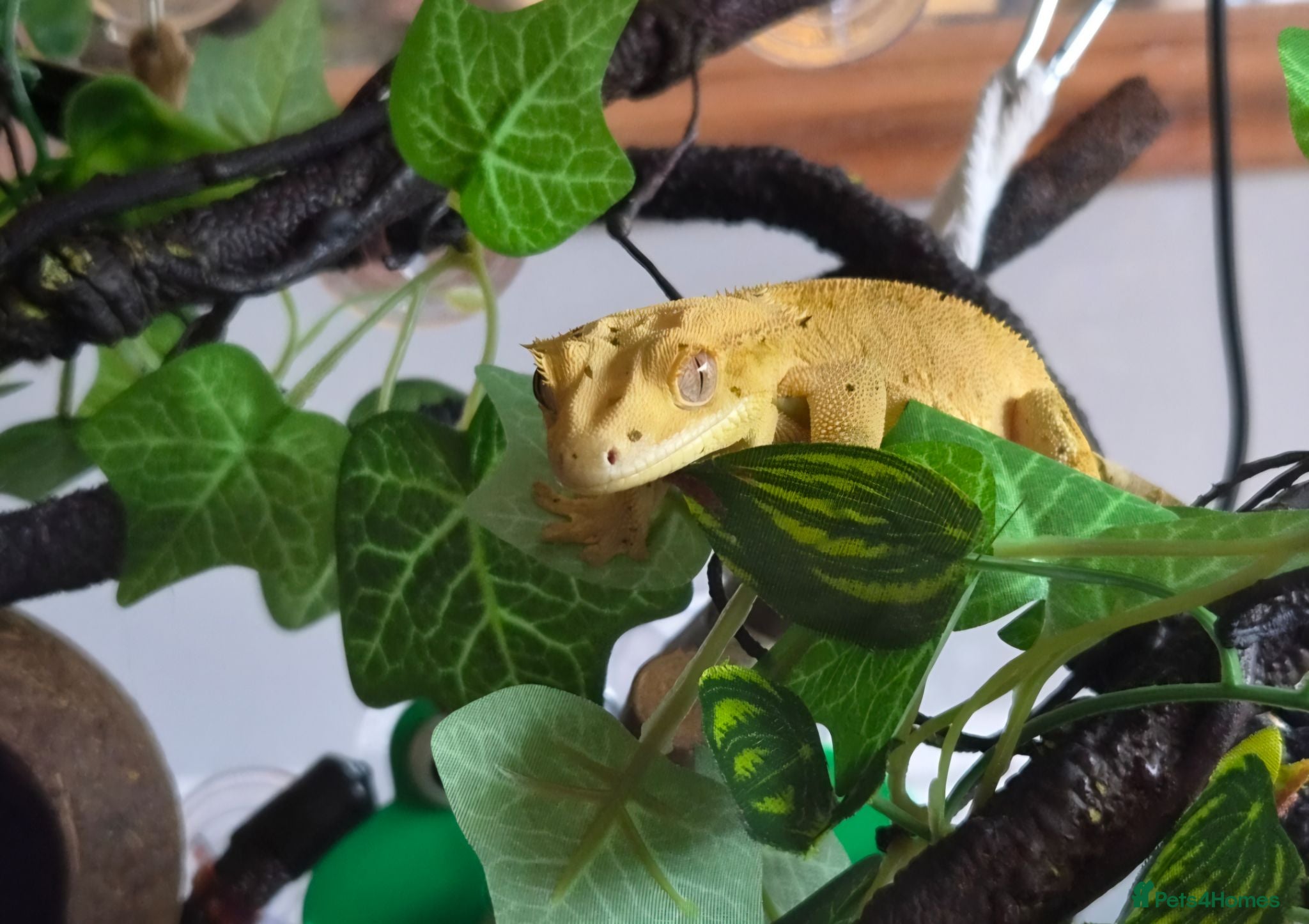 Gecko reptiles Female Crested Gecko & Complete Bioactive Setup - Advert 1