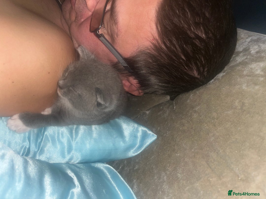 Mixed Breed cats for sale: Half ragdolls cuddly, all girls, ready now - Advert 16