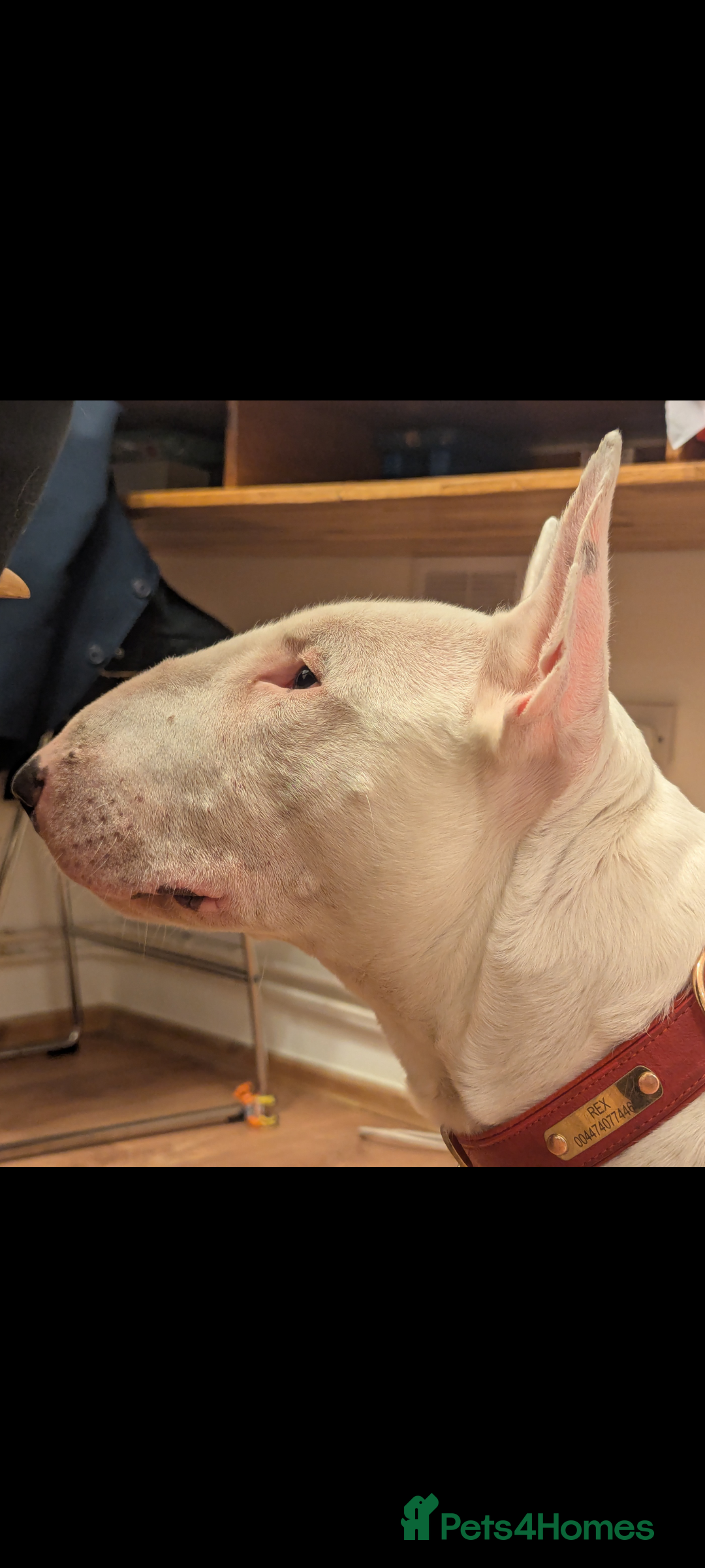 English Bull Terrier dogs for stud: English Bull terrier All white  - Advert 3