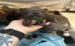 French Bulldog dogs for sale: Blue coat French bulldog pup ONE LEFT  - Image 8
