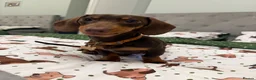 Miniature Dachshund dogs for sale: Frankie in Search of His Forever Home  in Alfreton - Advert 24