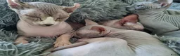 Sphynx cats for sale: Looking for a forever home for our sphynx  - Advert 7